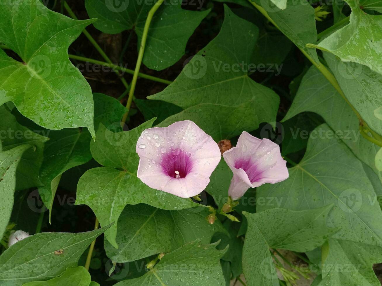 mooi dubbele Purper zoet aardappel bloem tussen bladeren foto