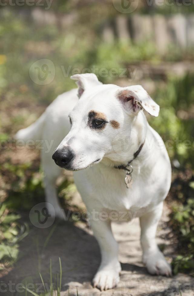 witte hondenras jack russell terrier foto