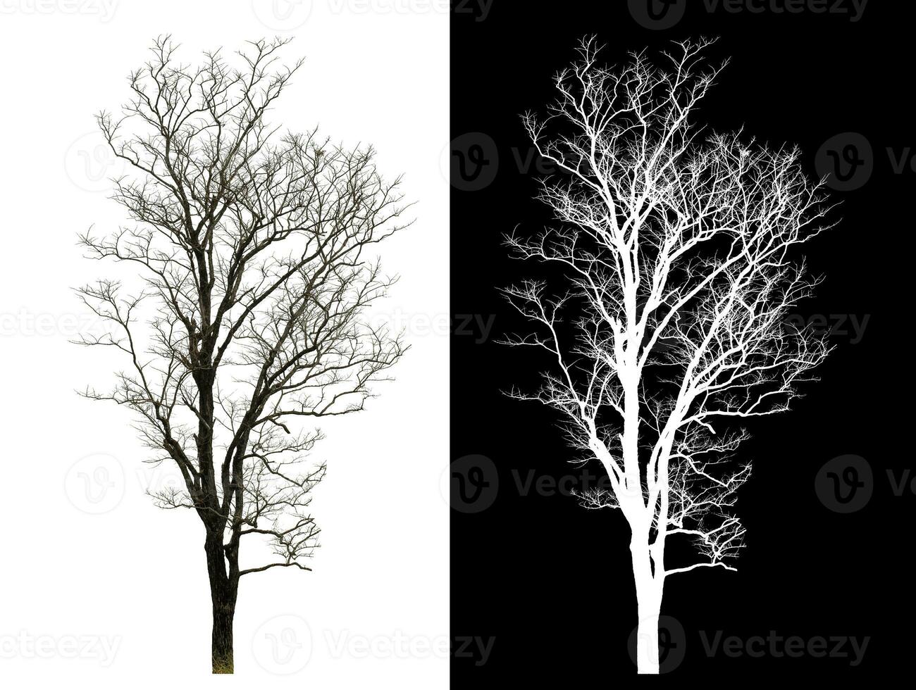 geïsoleerd dood boom met knipsel pad en alpha kanaal Aan zwart achtergrond. foto