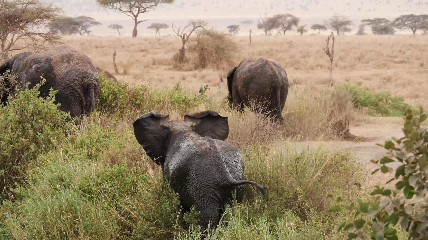 een babyolifant die in struikgewas staat en zijn moeder volgt foto