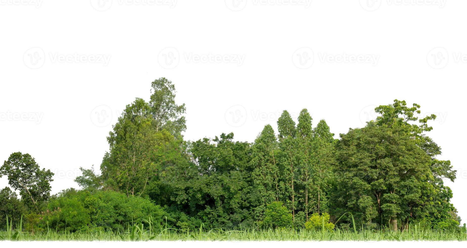 groen bomen geïsoleerd Aan wit achtergrond. zijn Woud en gebladerte in zomer voor beide het drukken en web Pagina's met besnoeiing pad en alpha kanaal foto