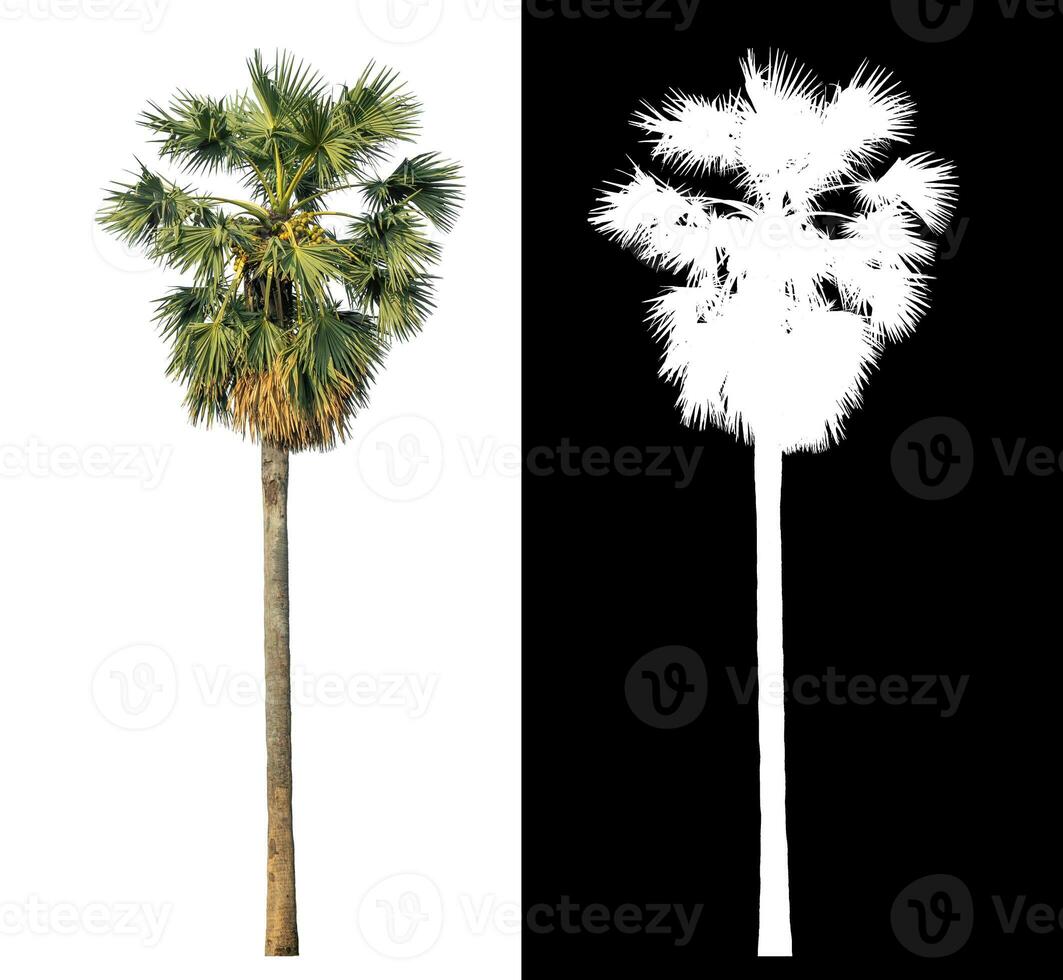 suiker palm met knipsel pad en alpha kanaal Aan zwart achtergrond. foto