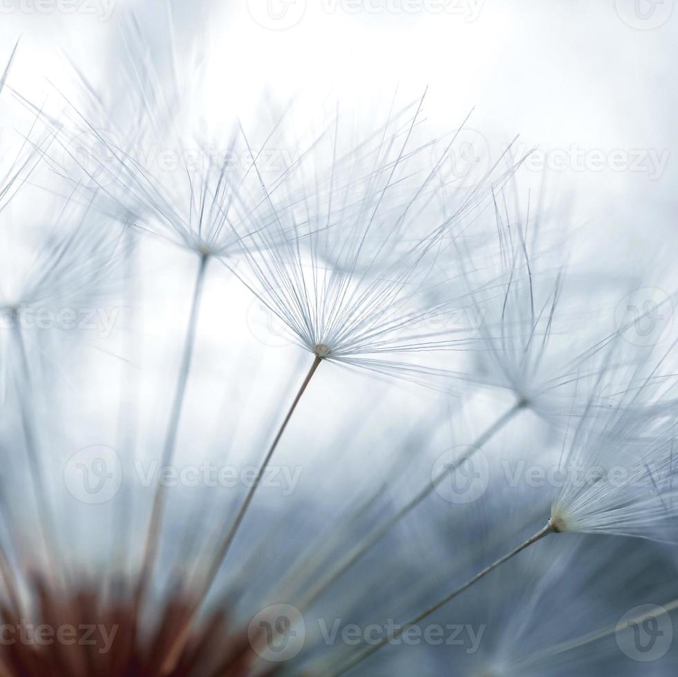 mooie paardebloembloem in de lente foto