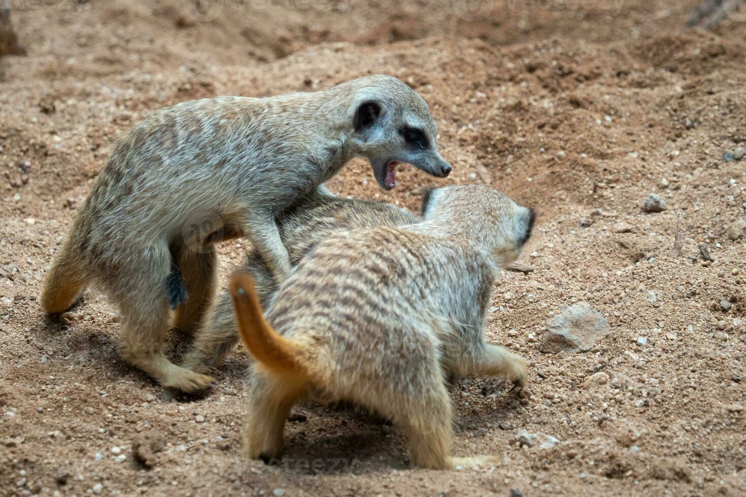 de stokstaartjes strijd voor grondgebied. stokstaartjes of suricaten Speel vechten in de zand foto