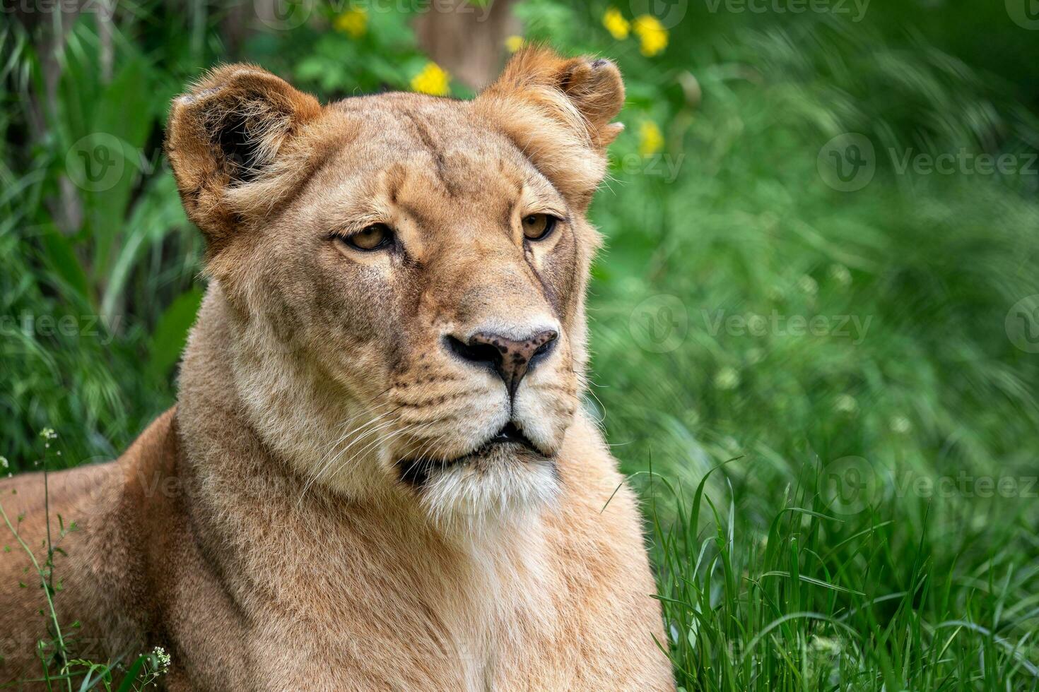 katanga leeuw of zuidwesten Afrikaanse leeuw, panthera Leo bleyenberghi. leeuwin in de gras. foto