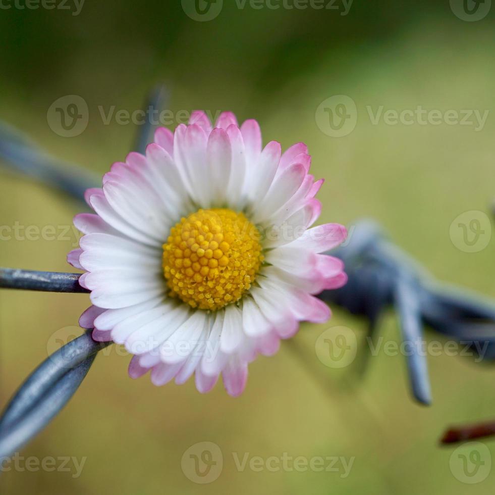 mooie witte margrietbloem in de lente foto