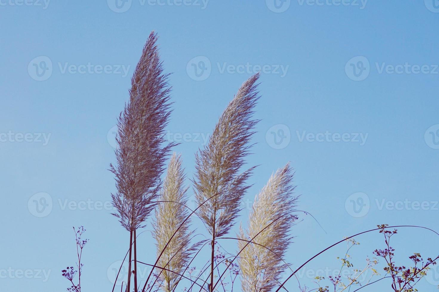 witte bloem plant in de lente foto