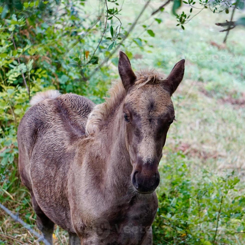 mooie bruine paardenportret in de wei foto