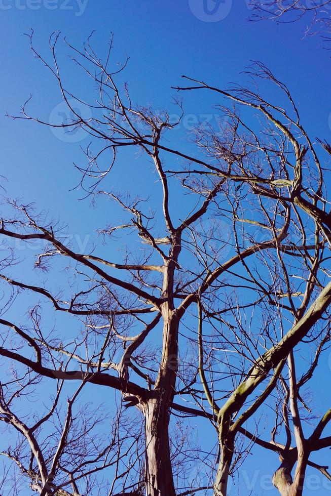 boomtakken en blauwe lucht in het herfstseizoen foto