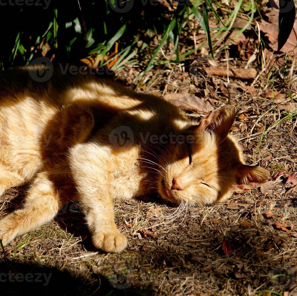 mooi verdwaalde kattenportret foto