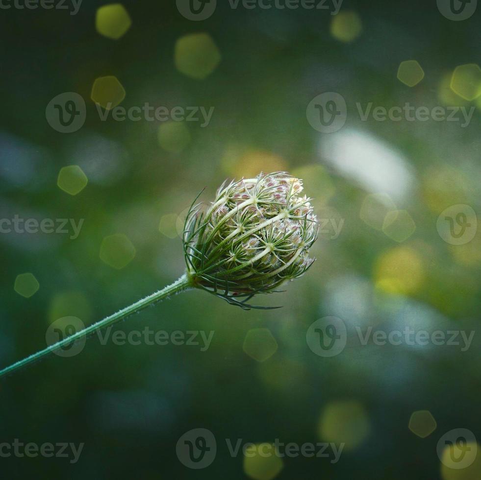 mooie groene bloemplant in het lenteseizoen foto