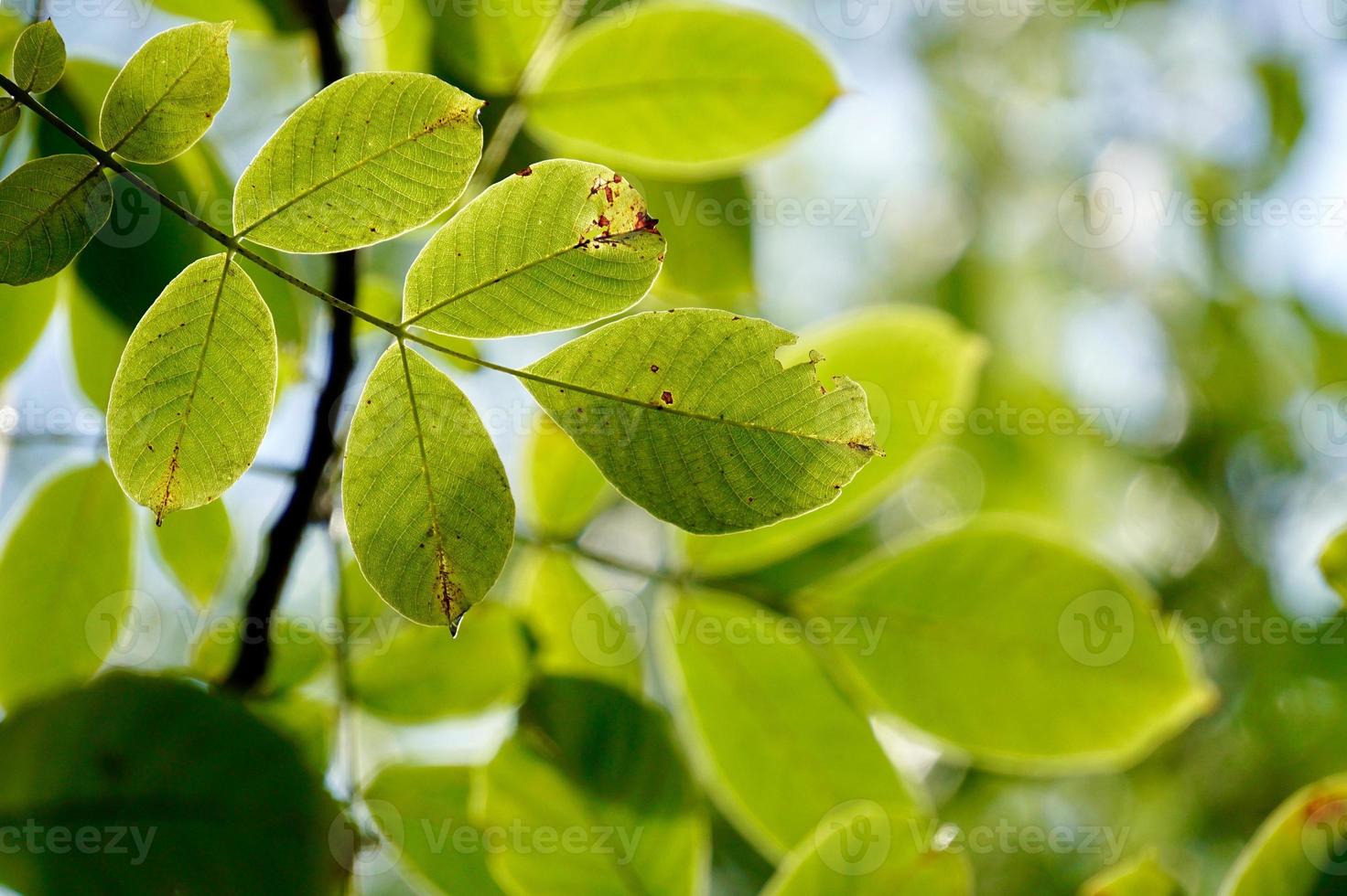 groene boombladeren in de lente foto