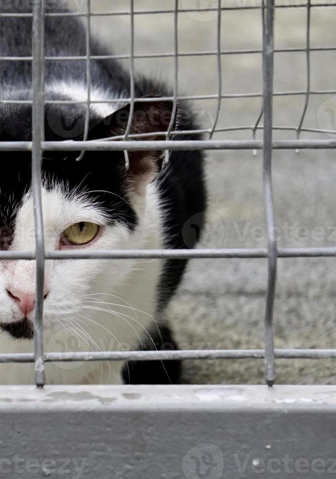 mooi verdwaalde kattenportret foto