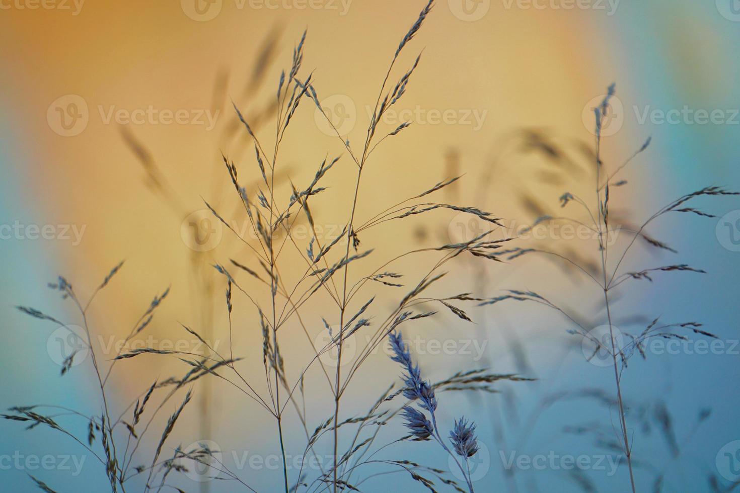 plantensilhouet in de zonsondergang foto