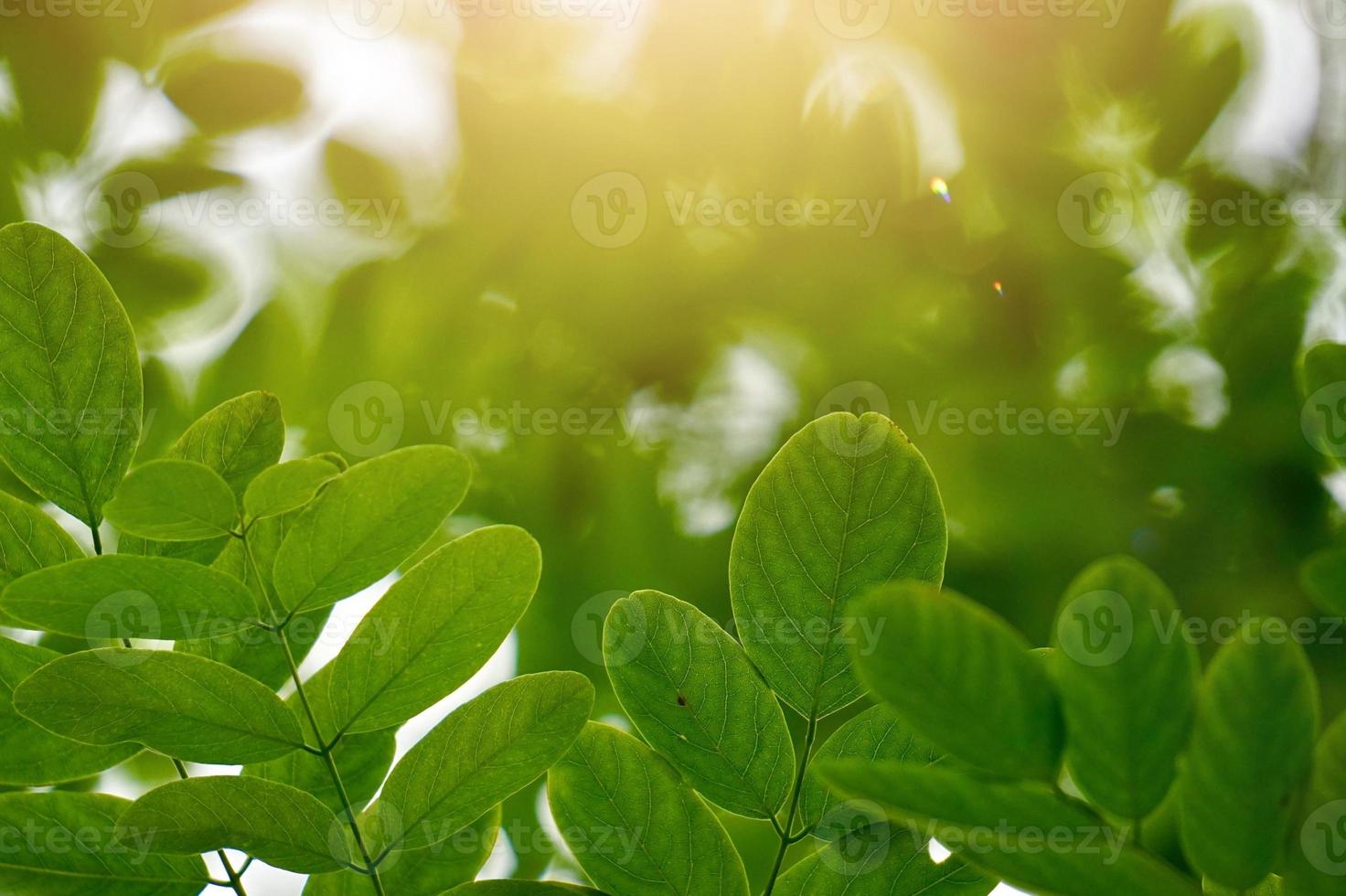 groene boombladeren in de natuur foto