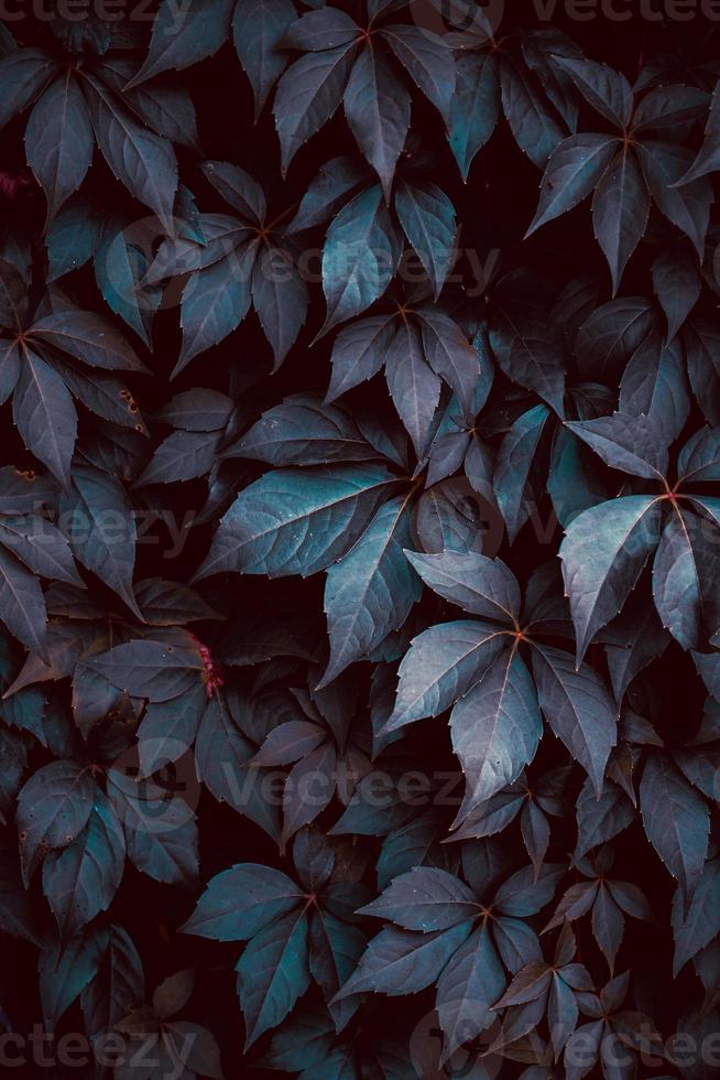 blauwe plant bladeren in de natuur foto