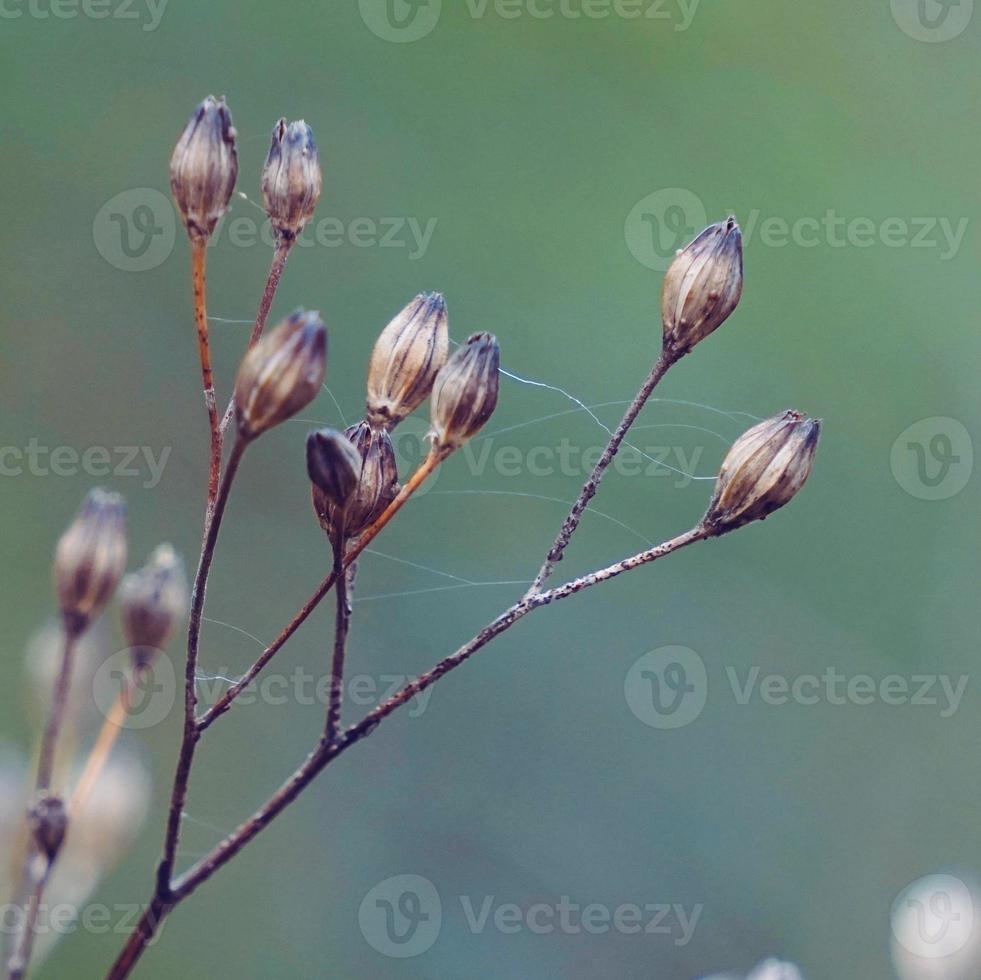 droge bloem plant in herfst seizoen foto