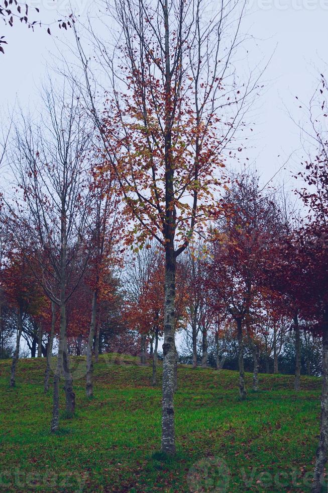 treen met rode bladeren in het herfstseizoen foto