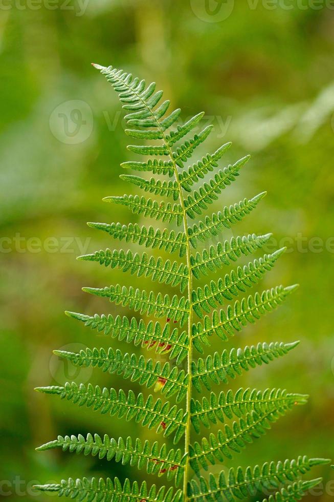 groene varenbladeren in de lente foto