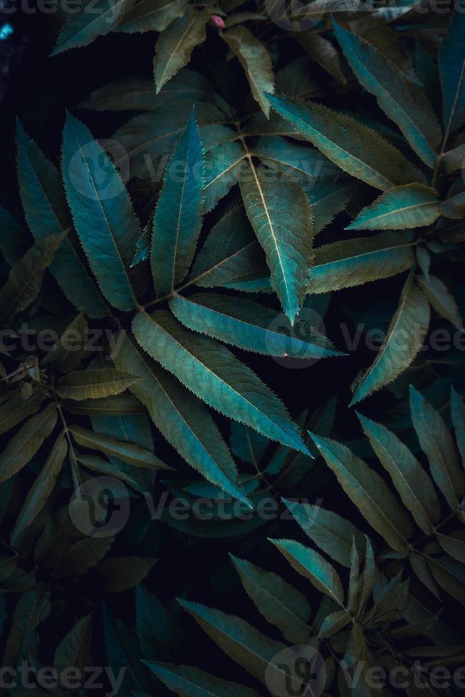 groene plant bladeren in de lente foto