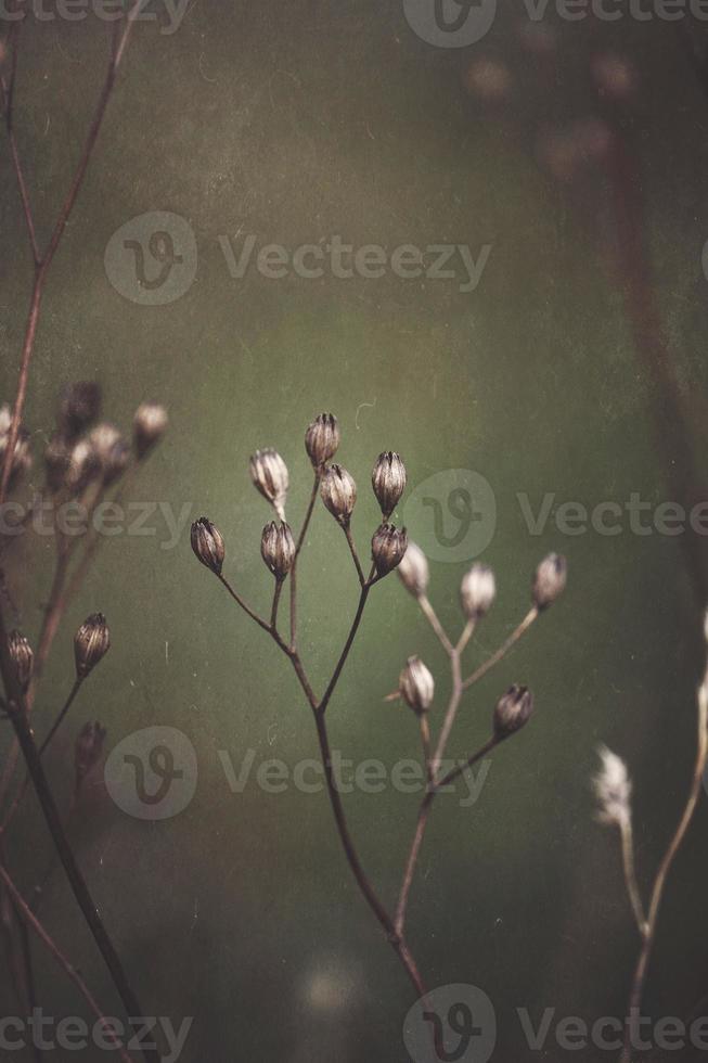 droge bloem plant in herfst seizoen foto