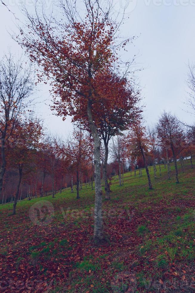 bomen met rode bladeren in de herfstseizoen foto