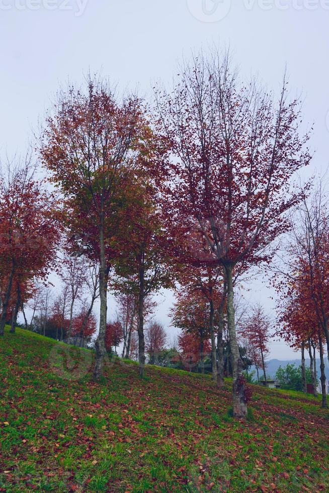 bomen met rode bladeren in de herfstseizoen foto