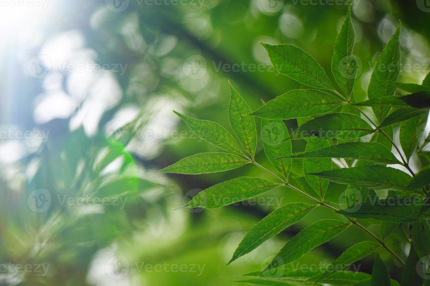 groene boombladeren in de lente foto