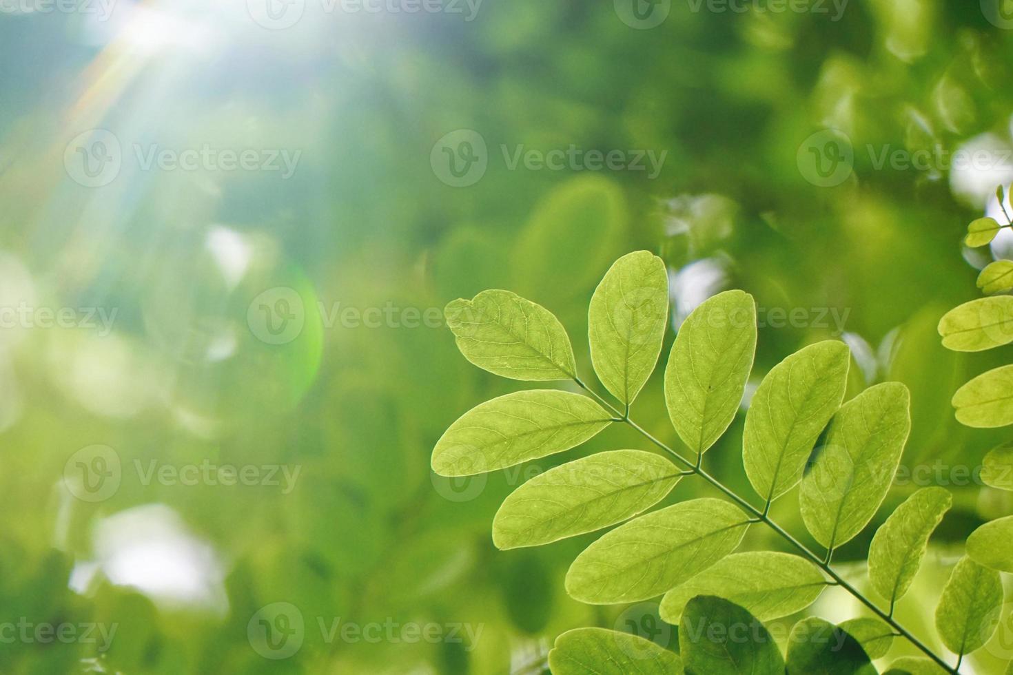 groene boombladeren in de lente foto