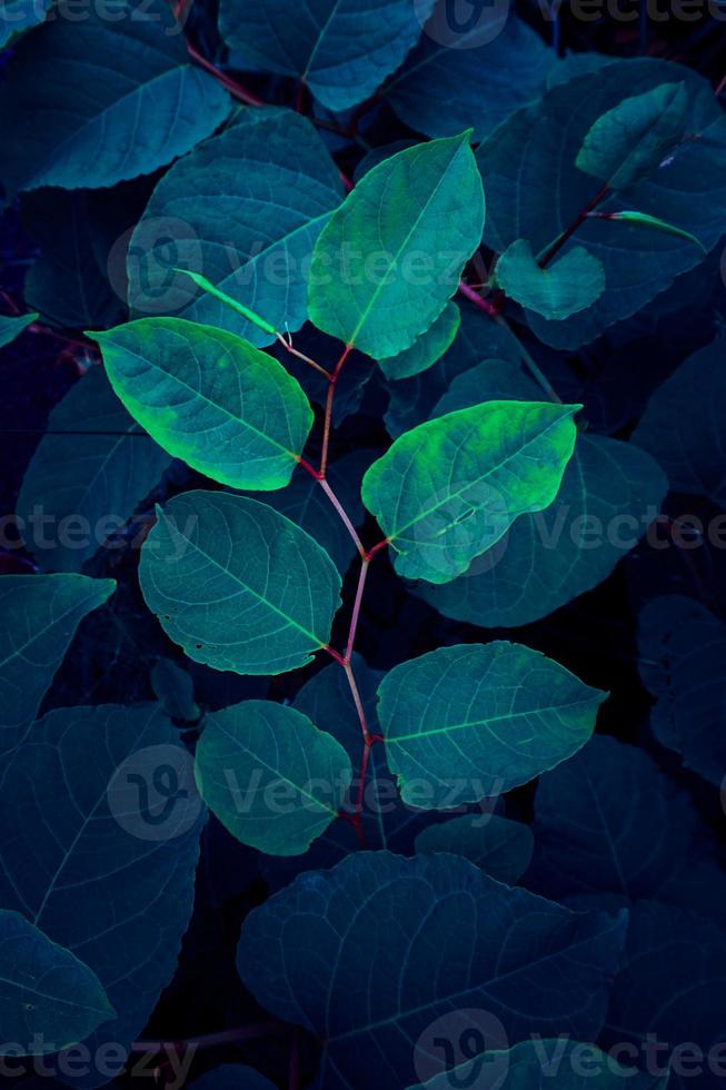 blauwe plant bladeren in de natuur in de lente foto