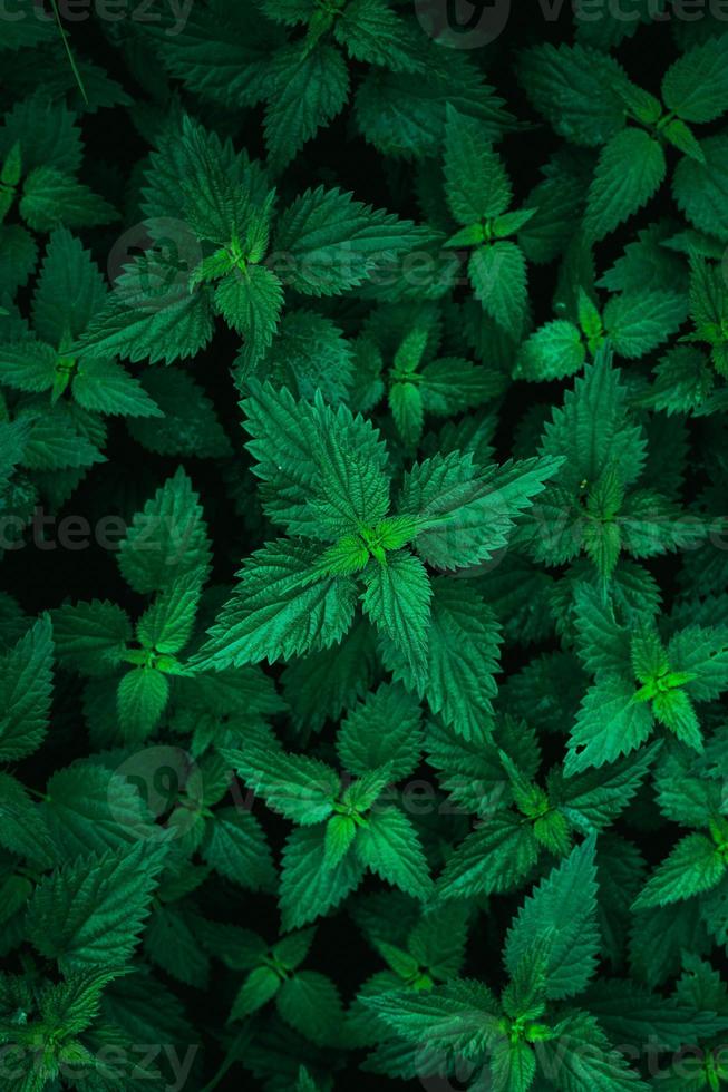 groene plant bladeren in de natuur in de lente foto