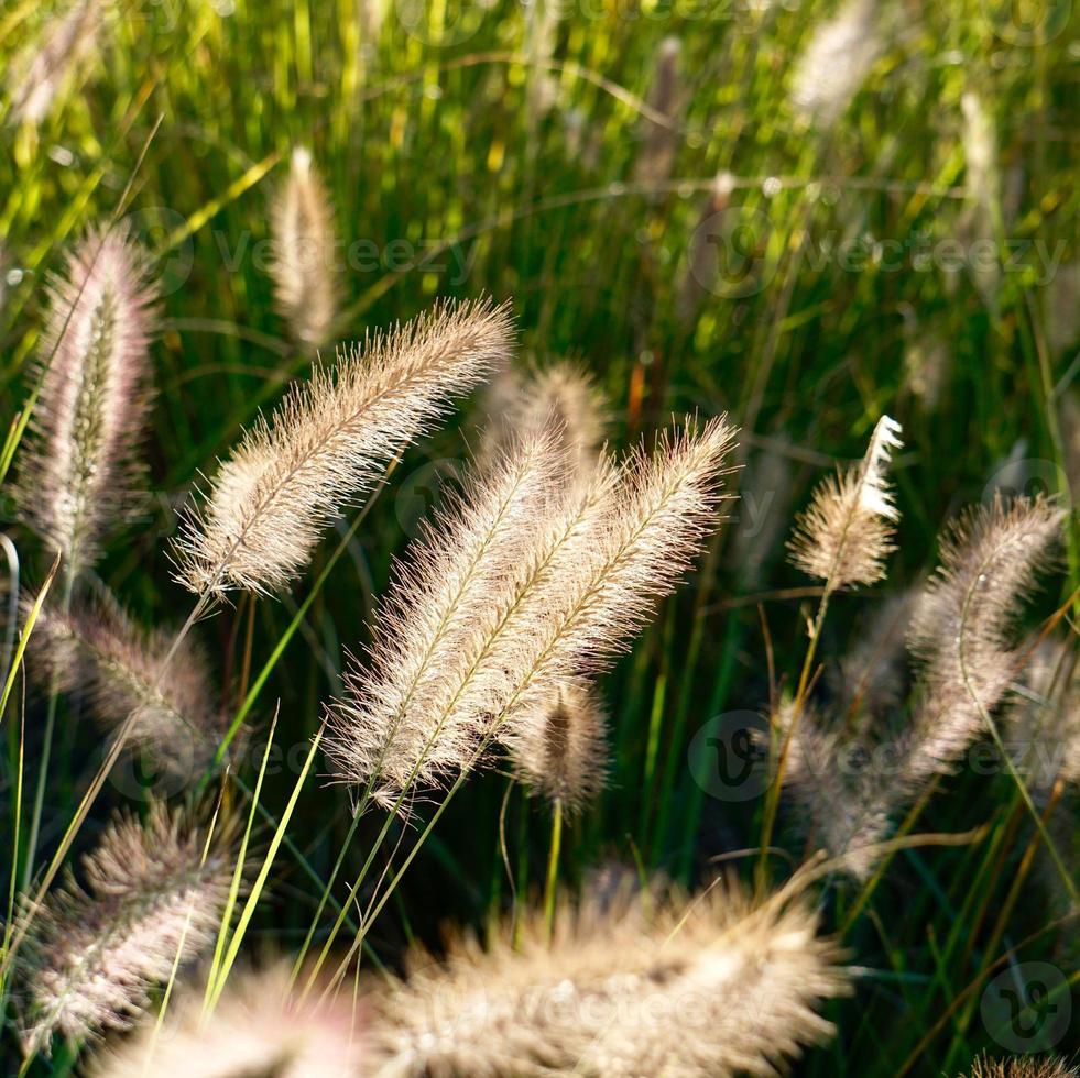 droogbloemplanten in de natuur foto