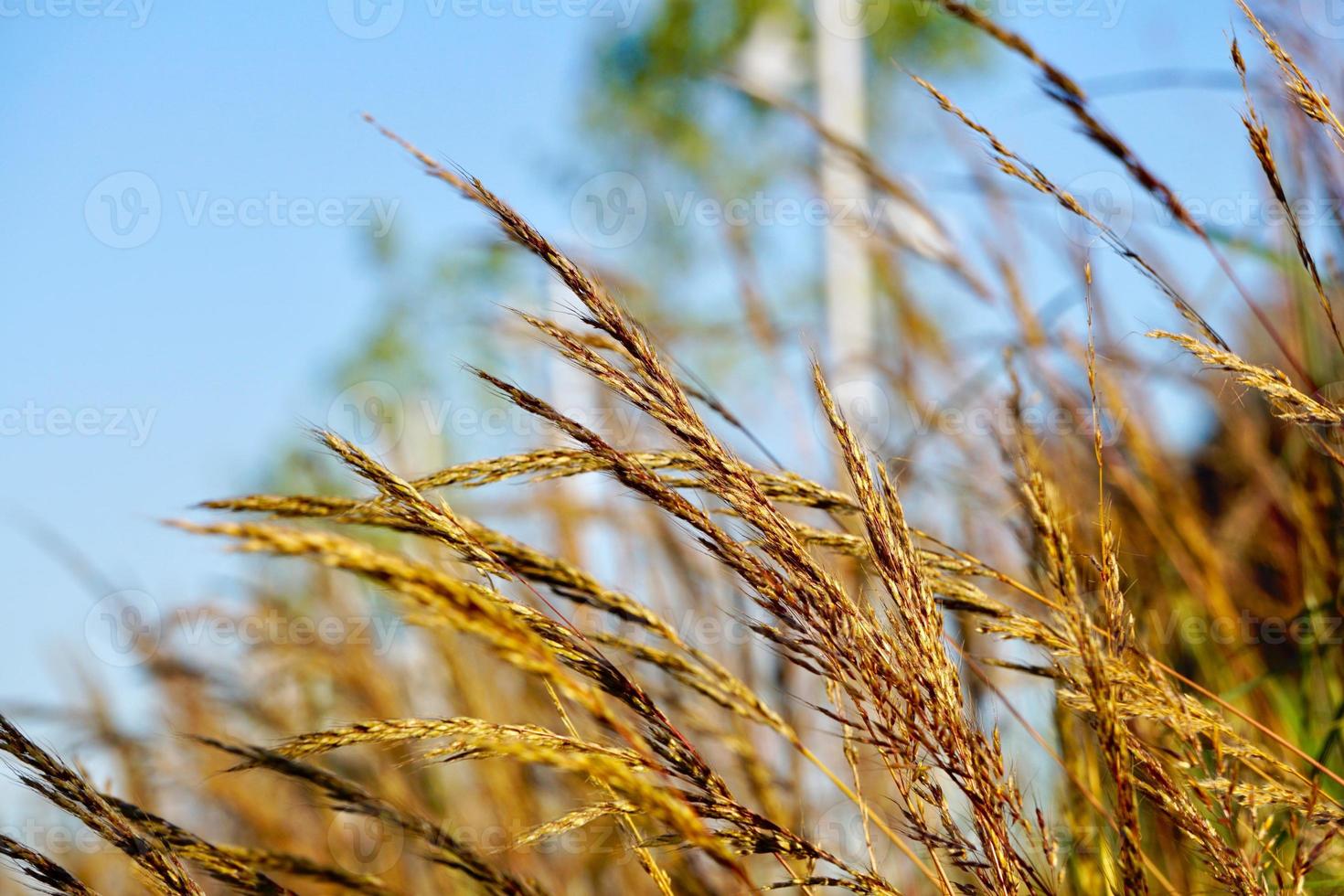 droogbloemplanten in de natuur foto