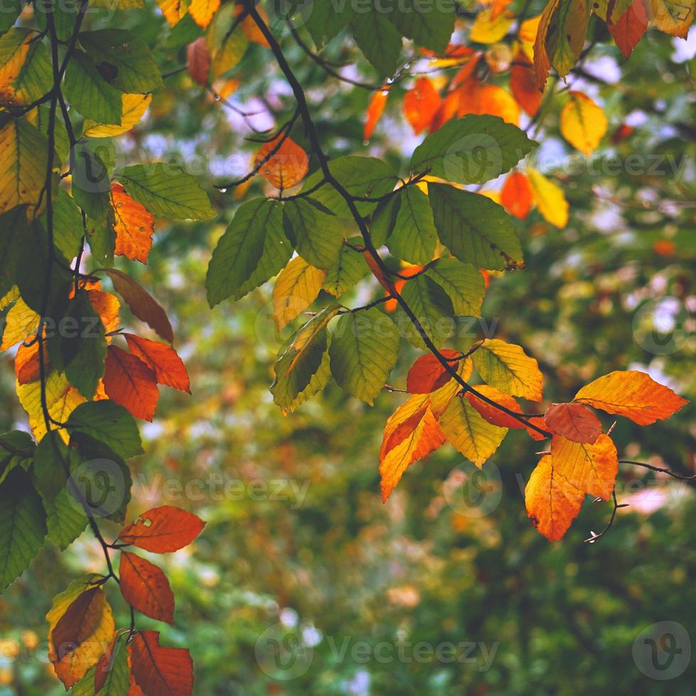 boom bruine bladeren in het herfstseizoen foto