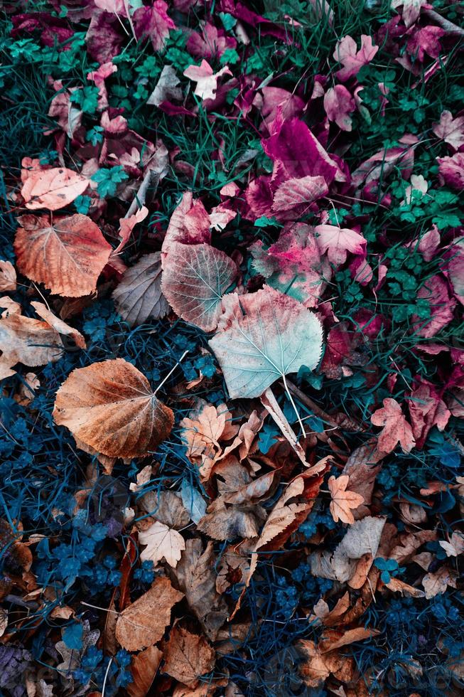 bruine droge bladeren op de grond in de herfst foto