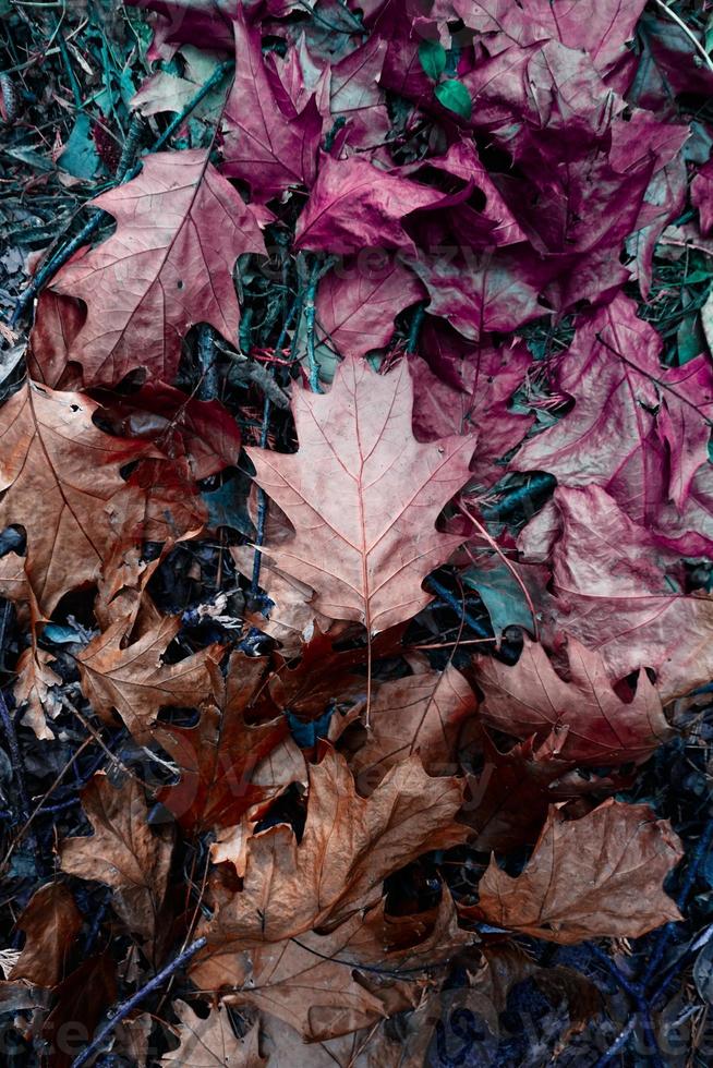 bruine droge bladeren op de grond in de herfst foto