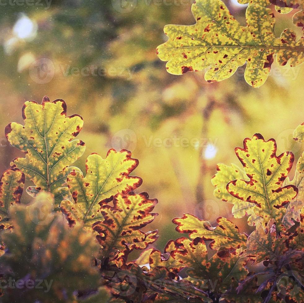 boom bruine bladeren in het herfstseizoen foto