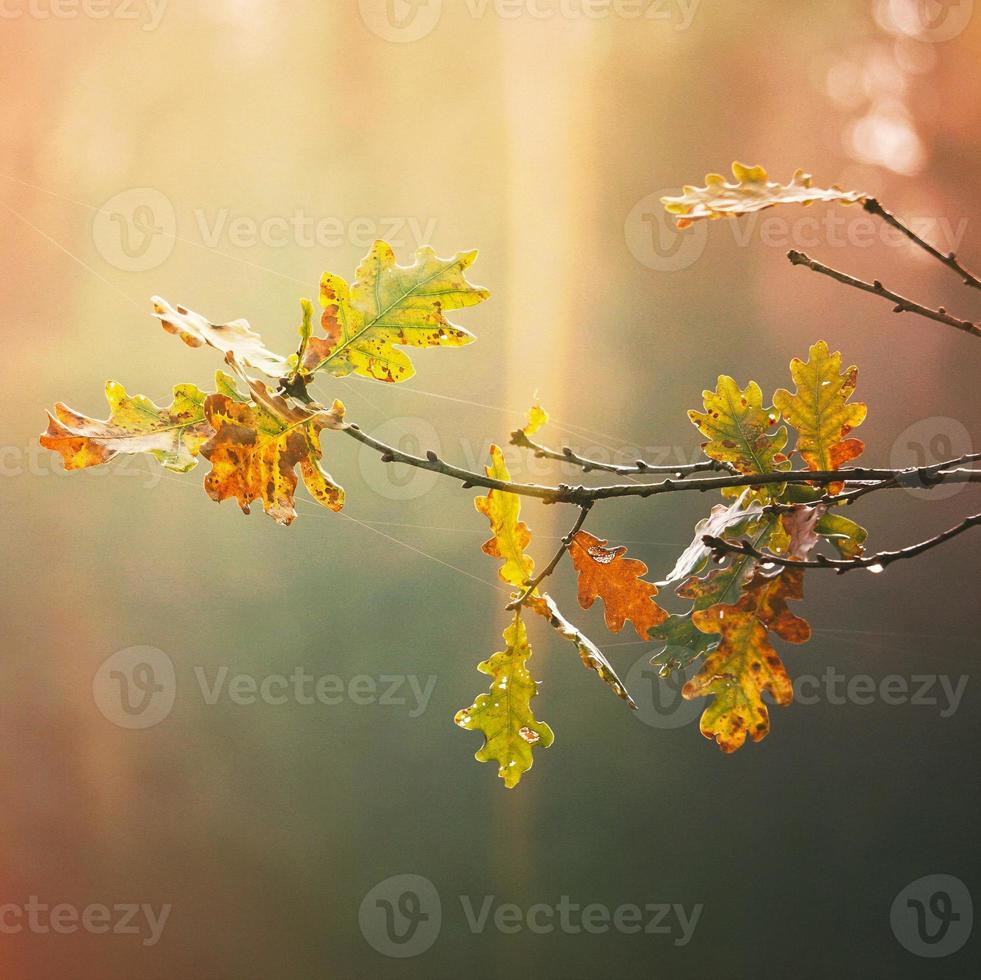 boom bruine bladeren in het herfstseizoen foto