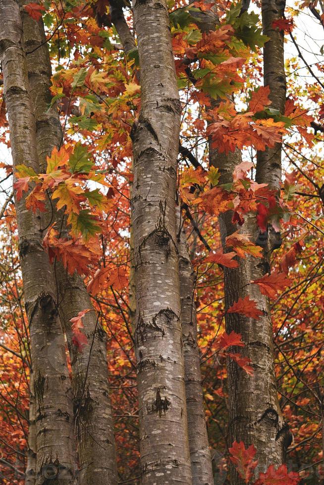 boomstammen met bruine en rode bladeren in het herfstseizoen foto