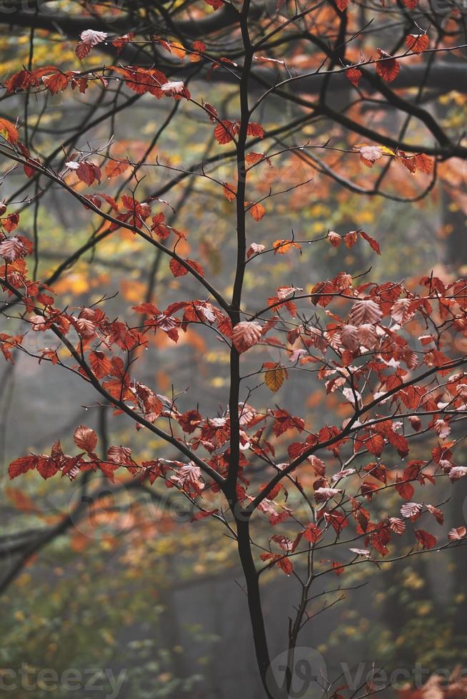 bomen in het bos in het herfstseizoen foto