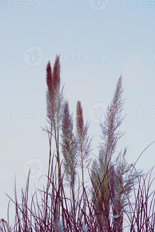 witte bloem planten silhouet in de natuur foto