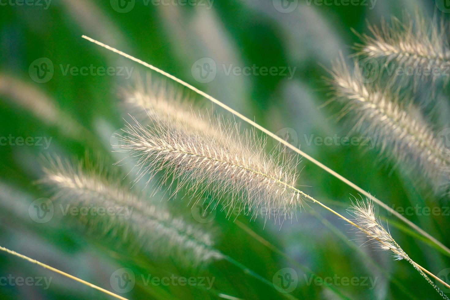 witte bloem plant in de lente foto