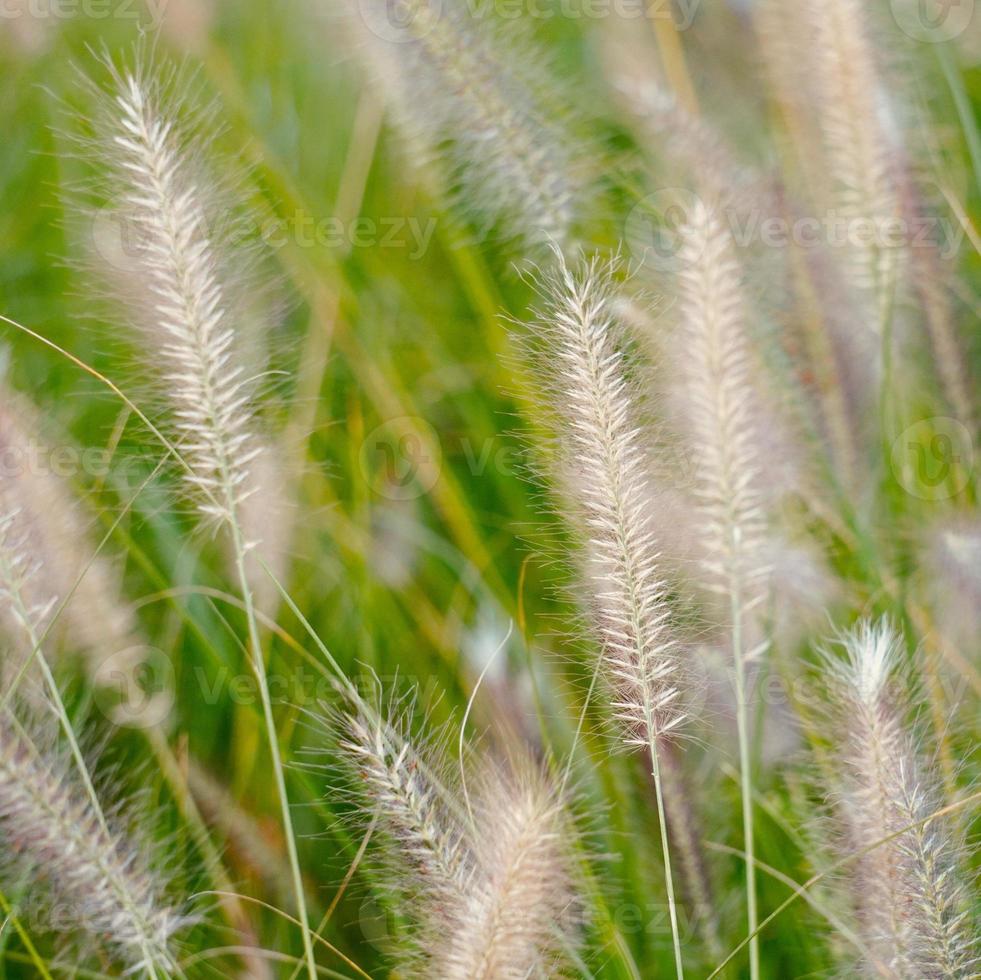 witte bloem plant in de lente foto