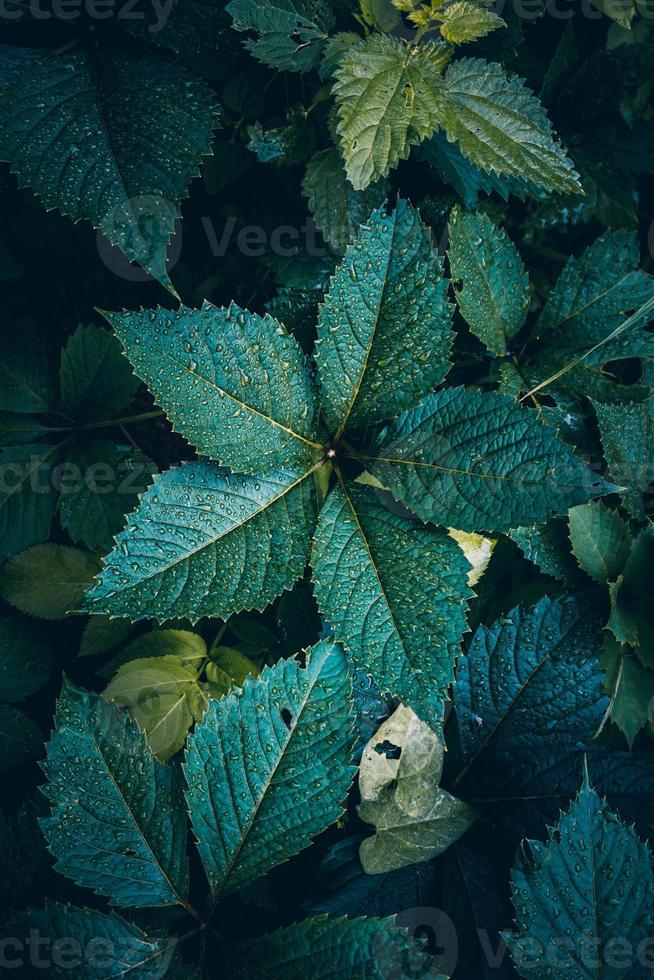 groene plant bladeren in de lente foto