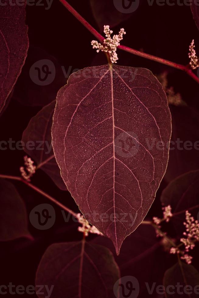 rode plantenbladeren in het herfstseizoen foto