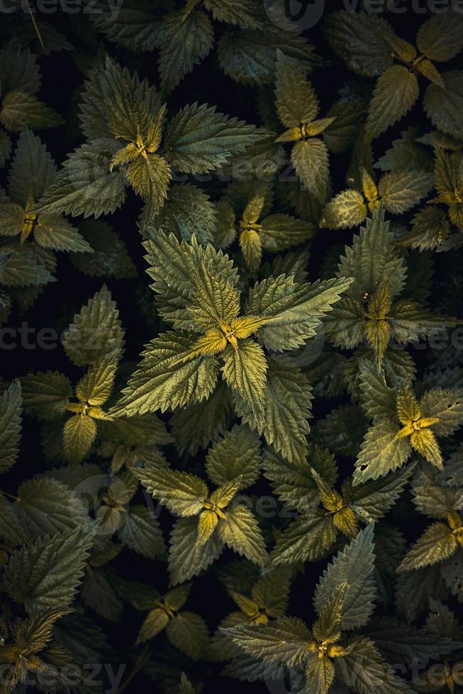 groene plant bladeren in de lente foto
