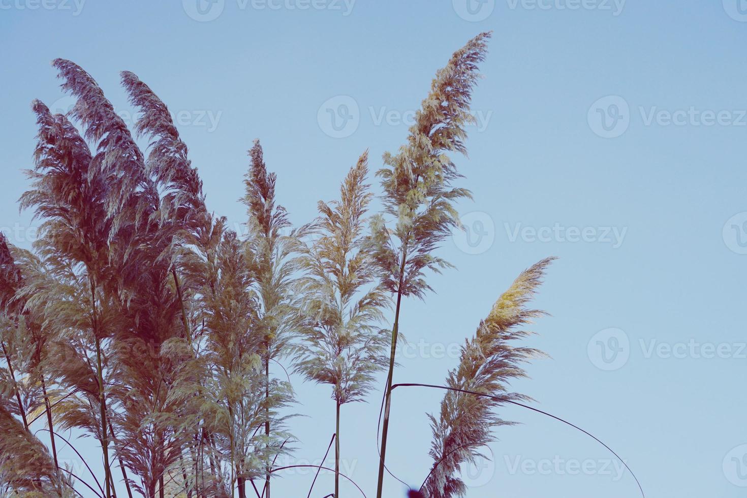 witte bloem planten silhouet in de natuur foto