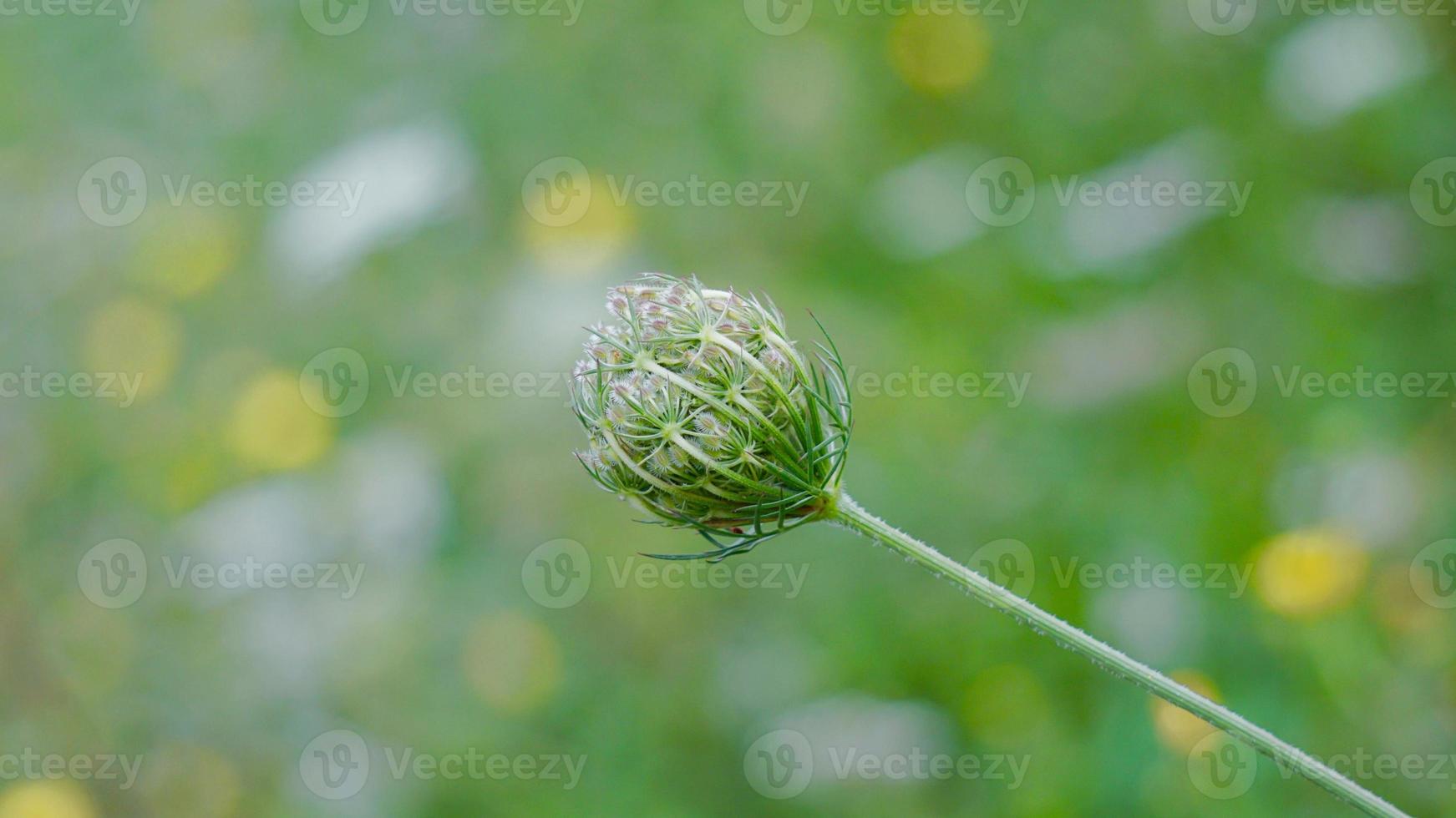 groene bloem plant in de natuur foto