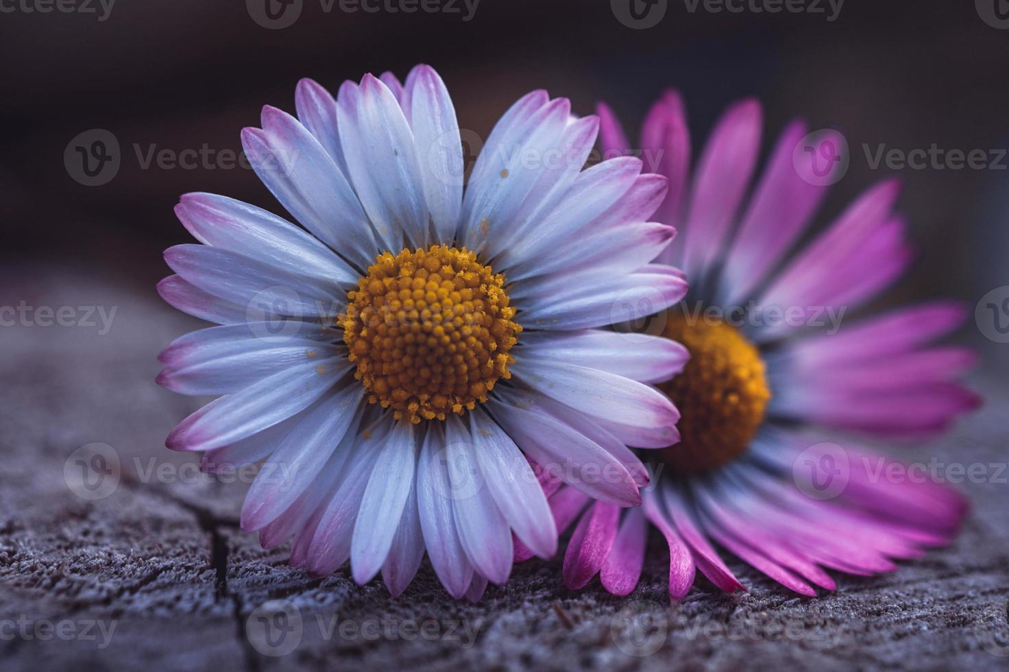 romantische madeliefjebloemen in de natuur foto