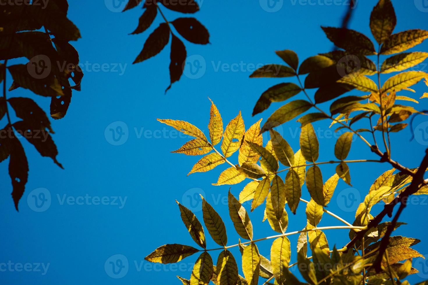 groene boombladeren en blauwe lucht foto